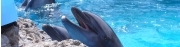 イルカの瞳・・発見！