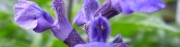 たまには植物の写真も・・なんて言う名前の植物なんだろ？